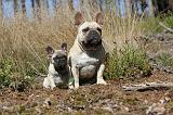 BOULEDOGUE FRANCAIS 208